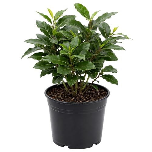 Bay Leaf Laurel Trees Sweet Bay Leaf Plants Laurus Nobilis Indoor Outdoor Planting 8-10 Inches