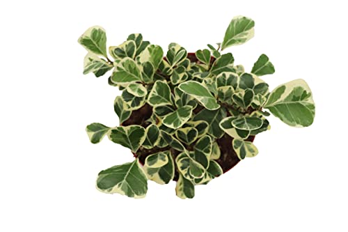 Ficus Triangularis Variegata - 6" from California Tropicals Ficus Triangularis Variegata - 6" from California Tropicals