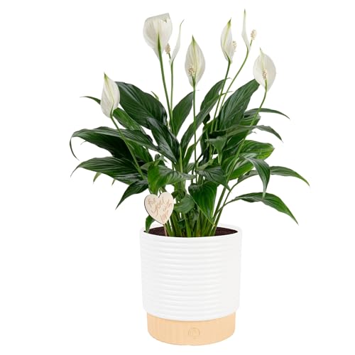 Costa Farms Peace Lily Live Plant in Decorative Pot, Air Purifying Flowering Indoor Houseplant, Perfect for Home, Room, or Office Decor, Great House Warming or Birthday Gift, 14-24 Inches Tall