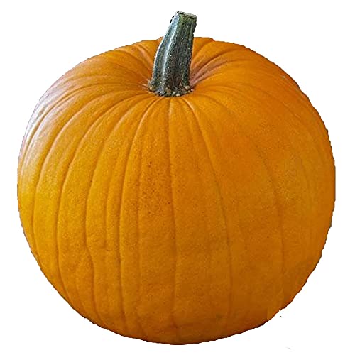 UtopiaSeeds Connecticut Field Pumpkin Seeds - Large Pumpkin Great for Carving