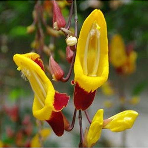 Buy Mysore Trumpet Vine, Indian Clock Vine Online at Low Prices in