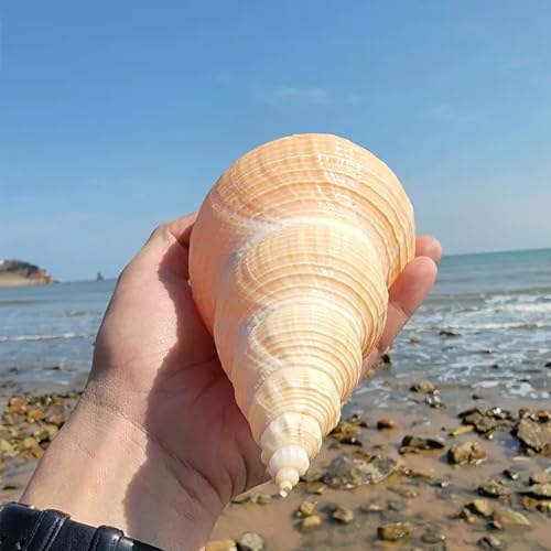Muszle do dekoracji ślubnych i imprez tematycznych na plażę - muszle dmuchające trąbki do dekoracji wnętrz