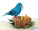 CUTPOPUP | Bluebird 3D Pop-Up Greeting Card | Intricate Design of Bluebird on Nest Makes a Lovely Gift Card for Mother's Day| With Envelope
