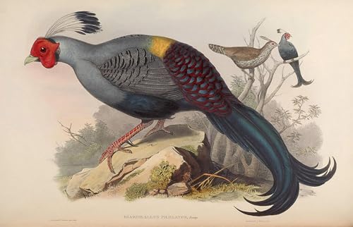 Art mural oiseau John Gould, affiche graffiti de prestige pour salon elegant 60x90cm