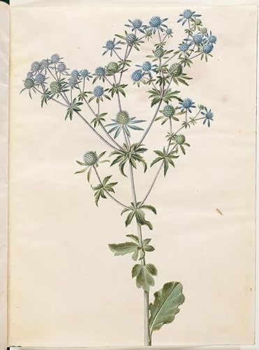 Tableau Eryngium Planum Hans Simon Holtzbecker poster vintage 60x90cm