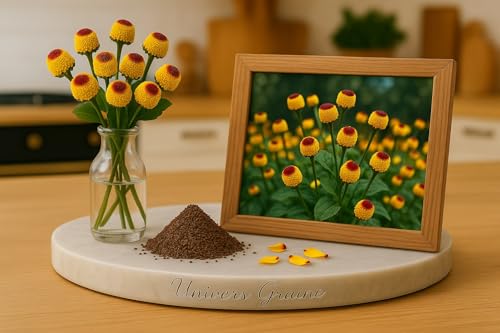 100 Graines de Cresson de PARA - Spilanthes acmella - Toothache Plant - Fleur jaune bout rouge - Fleurs Jardin - 404