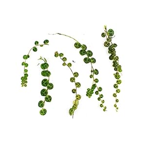 String of Turtles | Onrooted cuttings Full Ø14cm plant (geen pot)