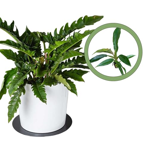 Philodendron Jungle Boogie/Tiger Tooth/Narrow Starter Plant