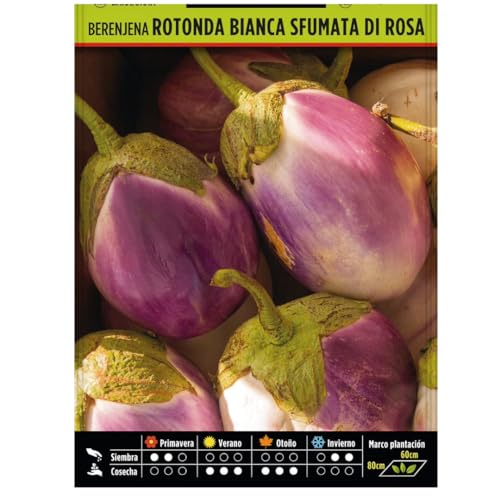 Semillas Hortícolas   Berenjena rotonda bianca sfumata di rosa   Semillas listos para plantar.