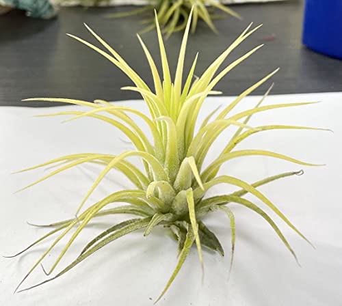 Ionantha Guatemala Tillandsia Air Plant, Guatemala Tillandsia Live Airplant, Healthy Arrival Guaranteed, Great Indoor Plant (Yellow) #TOP4