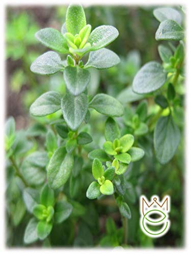Thym Thymus vulgaris Arômes Graines Graines Légumes Potager Potager Potager