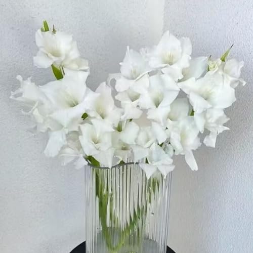 Bulbi gladiolo – decorazioni floreali, fiori eleganti, abbelliscono qualsiasi stanza.5 cipolle-B