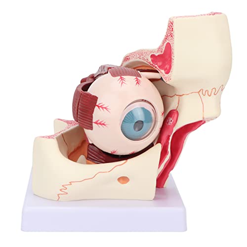 Natudeco Anatomical Eyeball Model Human Eye Model Detachable 3x Magnification Teaching Aid for Students, Doctors, and Educators