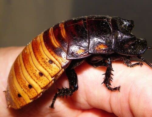 Madagascar Hissing Cockroach 6 Large Adult Starter Colony (Gromphadorhina portentosa)