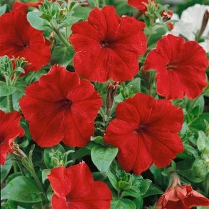 Green World PETUNIA GRANDIFLORA RED FLOWER SEEDS FOR KITCHEN GARDENING (100 seeds) (B09KQR6XQ4) Amazon Price History, Amazon Price Tracker