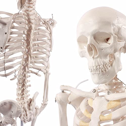 ✔ AUTENTICO – Replica proporzionalmente corretta di uno scheletro umano adulto in scala 1:2 (circa).