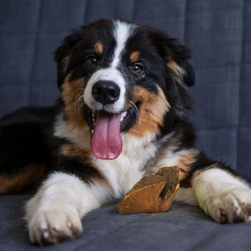 Wildfang® Kauwurzel aus Baumheide für Hunde, Größe M - Natürliches Kauspielzeug Hund, splitterfreies Hundespielzeug zur Zahnpflege Hund & Welpenspielzeug (für Hunde 15–25 kg), 1 Stück