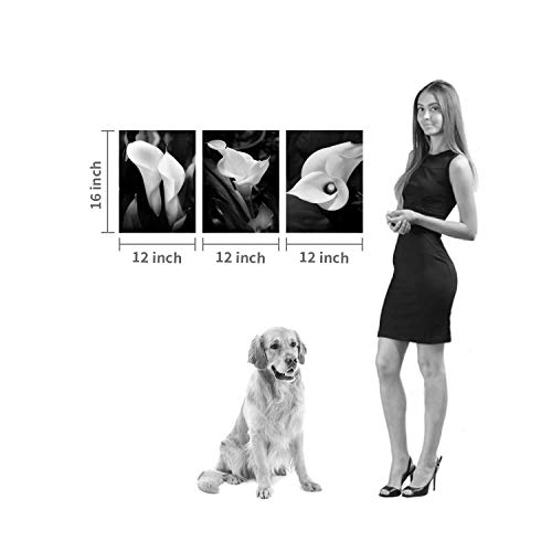 Hardy Gallery Floral Artwork Flower Painting Picture: Calla-Lily Print on Canvas Set for Wall Art (16”x12”x3pcs)