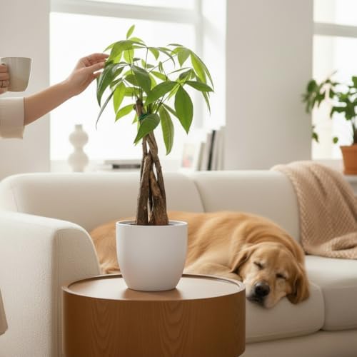 Image of Money Tree Live Plant | 14-22 Inches Tall Bonsai | Easy to Grow Indoor Houseplant | Home, Office, or Room Decor | Birthday, Housewarming Gift (White)
