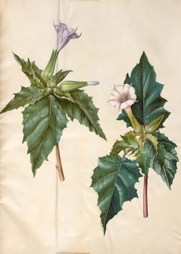 Tableaux Graffiti Art Mural Datura Stramonium Holtzbecker 60x90cm