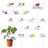 Teeloray 30 Pcs Acrylic Vegetable Labels Signs Waterproof Plant Marker Garden Stake Tags with Vegetable Name 15 Styles T-Type Markers Reusable for Nursery Indoor Outdoor Spring Garden Decoration