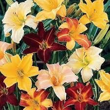 Day Lily Flower for Vase Big Size Pack of 10 Bulbs By Zabbus 2