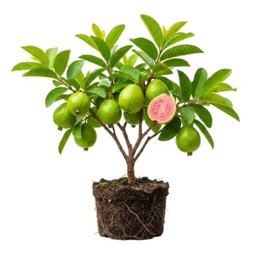 Pink Guava Tree Live Plant Guava Plant Live Edible Fruit Bearing Tree for Indoor Outdoor Growing 4 to 8 Inches Tall