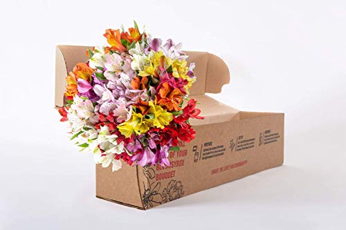 Bloomsybox: 24 Multicolored Alstroemeria Bouquet Flowers, Two Dozen, Long Lasting & Hand-Tied, Farm Fresh Cut Flowers Bouquet, Birthday Flowers,Anniversary Flowers | No Vase #TOP2