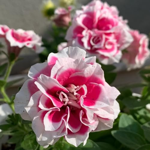 semi di petunia appesi, ombra di petunia petunia, balcone di campo, balcone, decorativi Decorazione 50pcs