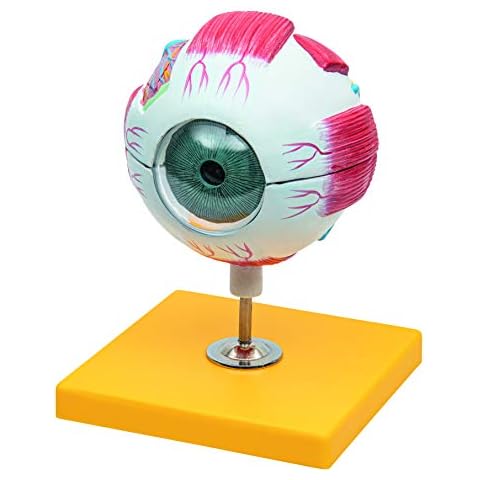 Elementary Anatomy - Budget 6 Part Human Eye Anatomy Model with Base - 3 Times Enlargement - School Teaching Cover