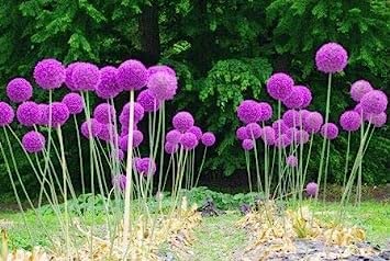 20 semi gigante Allium Globemaster Allium Giganteum fleur ~ stock: graines