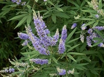 Vitex agnus-castus - 100 seeds The Chaste Tree