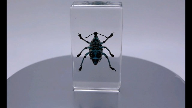 Image of 2.3 inch Real Eupholus Chevrolati Teal Weevil Beetle in Crystal Clear Lucite Resin Specimen Preserved Insect Bugs Taxidermy Collection for Biology Science Education & Desk Ornament Display Supplies