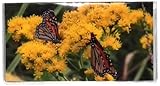 2 Year Checkbook Size 3'x 6' Calendar Planner Datebook, Floral Print Flowers (Butterfly Pair, 2025-2026)
