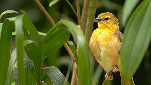 Family Cat Dvd - Cat Tv - Entertain Your Cats With Stimulating Images Of Cute Little Animals And Birds In Natural Sounds Or Music #TOP7