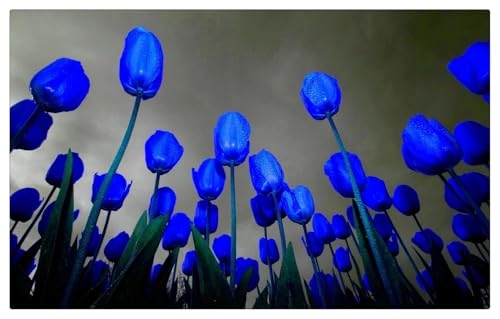 Tulipano Bulbi, Bulbi di Tulipani,Tulipani bulboso,Sani, Robusti, Compatti, Intatti, Turgidi, Vigorosi-8 bulbi