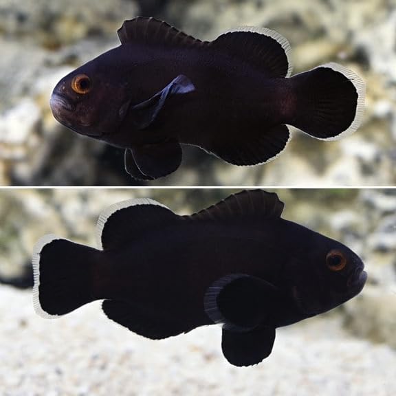 2-Pack Midnight Ocellaris Clownfish