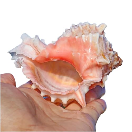 大きな螺旋状の美しいオレンジ色の貝殻長さ約20cm Amazon.co.jp: 天然貝殻、海洋サザエ、 長くて香りのよい巻き貝 26 コレクション