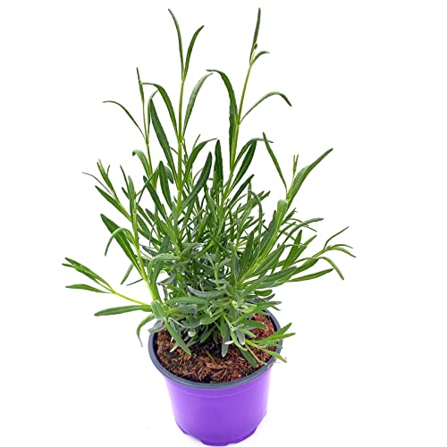 Florapartner Lavendel Kräuter Pflanzen 3er-Set