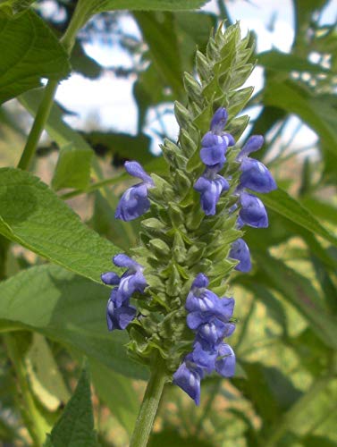 Chia Seeds For Planting, 1000+ Seeds Per Packet,Herb/Flower, (Isla's Garden Seeds), Non Gmo & Heirloom Seeds, Scientific Name: Salvia Hispanica, Great Gift #TOP2