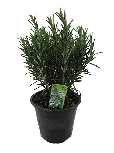 XXL italienischer Rosmarin im Topf - Rosmarinus officinalis Cover
