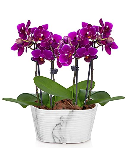 How to grow mini bonsai orchid