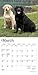 Labrador Retrievers | 2026 7 x 14 Inch (Hanging) Monthly Mini Wall Calendar | BrownTrout | Animals Dog Breeds