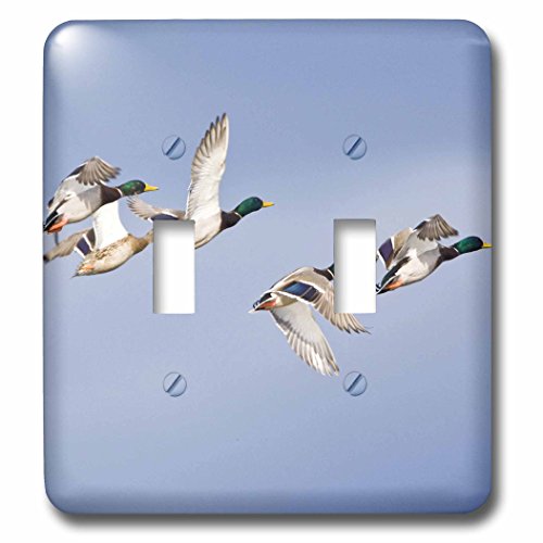 Cubierta para interruptor Mallard Ducks in Flight de 3dRose para pared 3