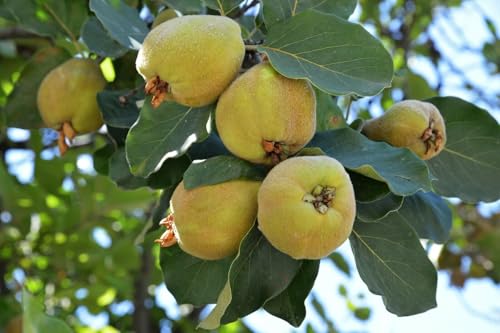 1 Quittenbaum 'Portugisiesche Birnenquitte' 120-150cm im Topf Obstbaum Quitte Cydonia oblonga, besonders aromatisch & saftig – hoher Ertrag – traditionelle Sorte & ideal für Garten & Kübel