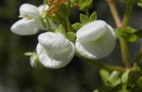 GETSO Calceolaria nitida or Colla 20 seeds