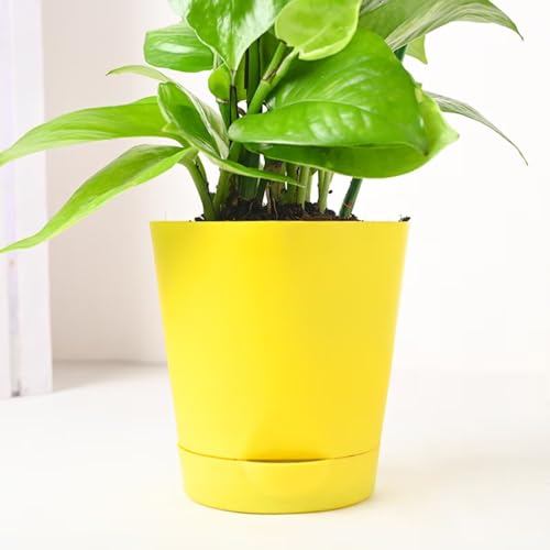 Image of FlowerAura Decorative Air Purifying Good Luck Money Live Indoor Plant In Self Watering Plastic Pot Vase For Living Room, Table Decor, Balcony, Bedroom, Office /Home Decoration (Same Day Delivery)