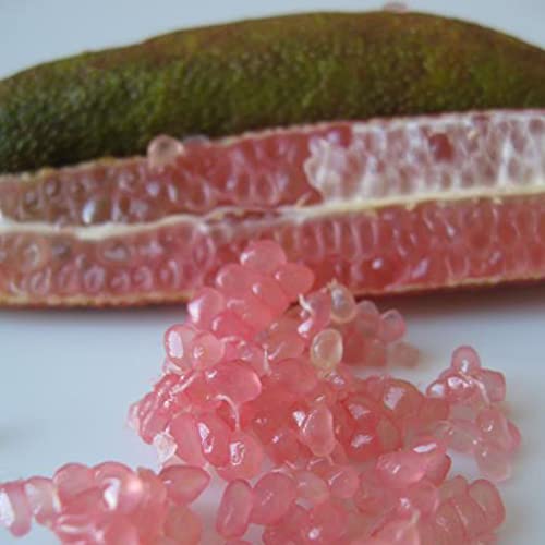 Fruit Seeds For Planting Perennial Australian Finger Lime Seeds 20 Pcs Non-Gmo Tropical Caviar Lime Seeds High Yield & Tasty Nutritious Fruits Plant Seeds #TOP7