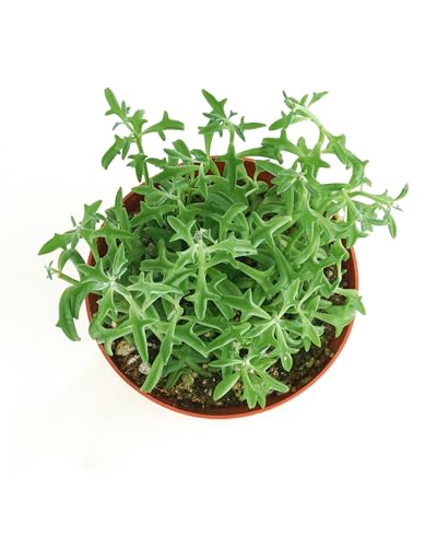 Shop Succulents String of Dolphins Hanging Succulent, Senecio Peregrinus, Fully Rooted Live 4" Succulent Plant, Low Maintenance Indoor Plant, Trailing Succulents, Gift & Garden