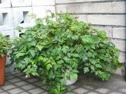 10 Semi di Kangaroo Vine D8517 (Cissus Antartica)